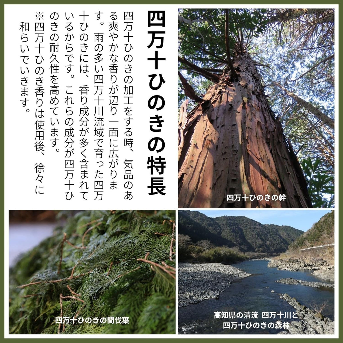 土佐龍 日本製 附支架檜木砧板